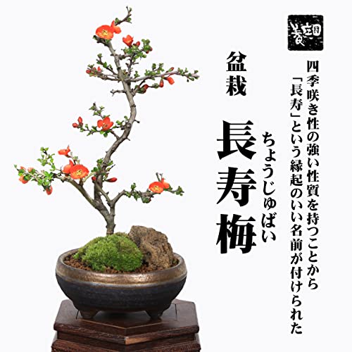 中品盆栽 長寿梅 2