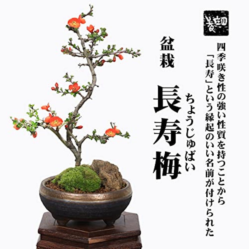 中品盆栽 長寿梅 2