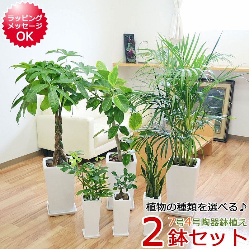観葉植物 セット 1