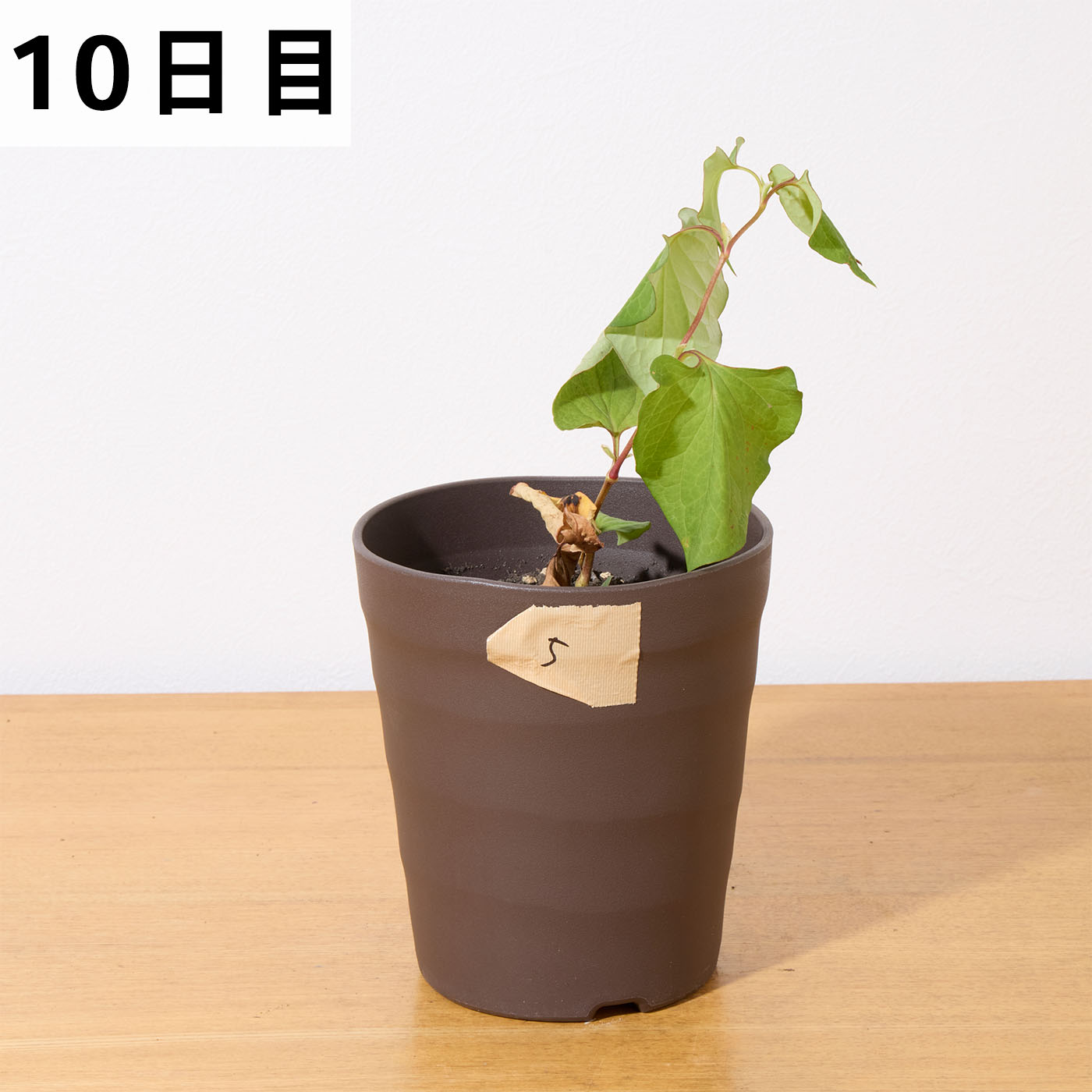 一刀両断 10