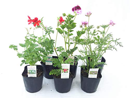 ハーブ初心者におすすめの苗人気ランキング10選 Mybest