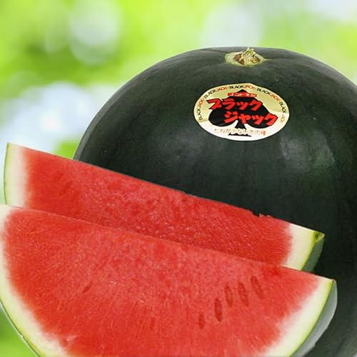 すいか  ブラックジャック 1