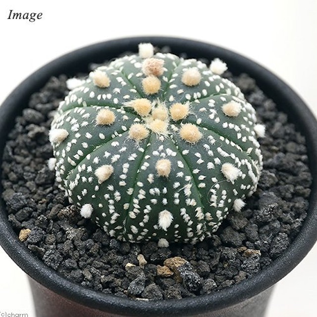 22年 サボテンのおすすめ人気ランキング19選 Mybest 22年 サボテンのおすすめ人気ランキング19選 Mybest