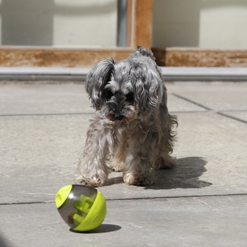 徹底比較 犬用おもちゃのおすすめ人気ランキング15選 ボール ぬいぐるみ 知育玩具も Mybest 徹底比較 犬用おもちゃのおすすめ人気ランキング15選 ボール ぬいぐるみ 知育玩具も Mybest