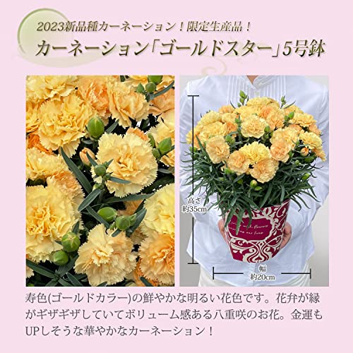 カーネーション ゴールドスター 鉢植え 2