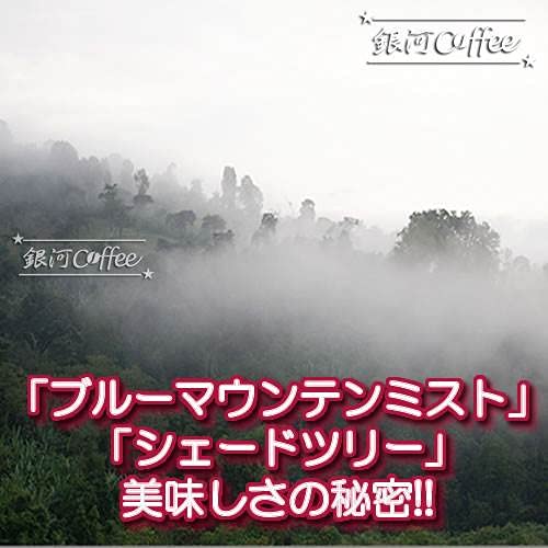 ブルーマウンテン セントピータースNo1 5