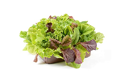 私の畑 1