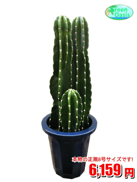 21年 サボテンのおすすめ人気ランキング11選 Mybest