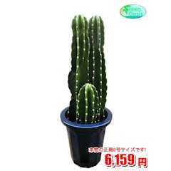 21年 サボテンのおすすめ人気ランキング11選 Mybest 21年 サボテンのおすすめ人気ランキング11選 Mybest