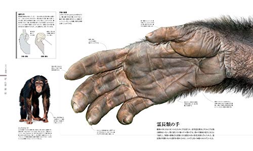 ZOOLOGY 図鑑 動物の世界 2