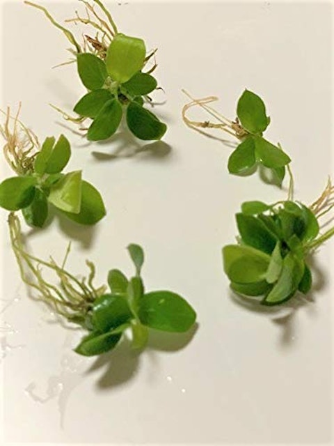 21年 メダカにおすすめの水草のおすすめ人気ランキング15選 Mybest 21年 メダカにおすすめの水草のおすすめ人気ランキング15選 Mybest