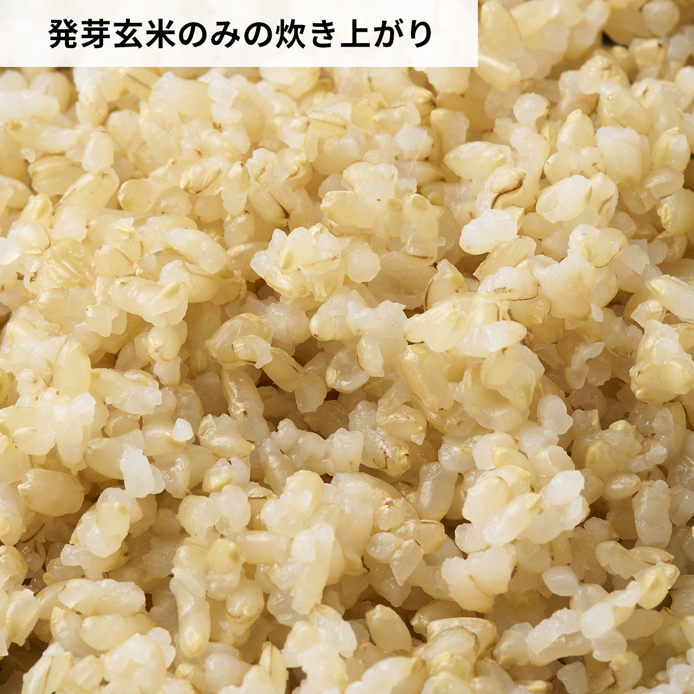発芽玄米 コシヒカリ 特選 5