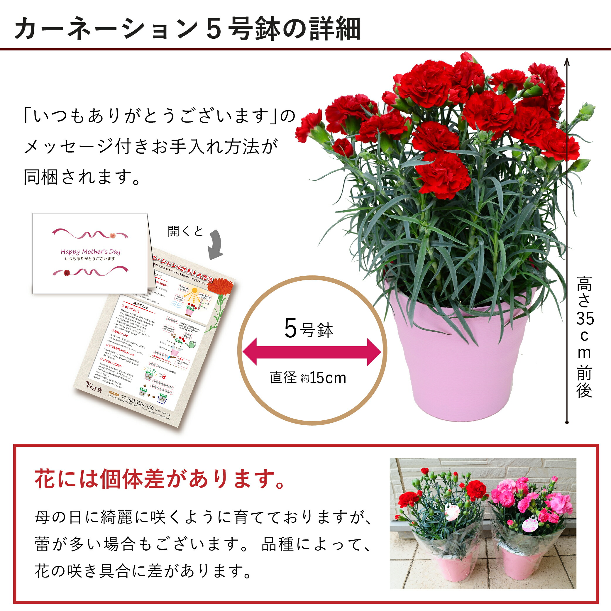 カーネーション  4