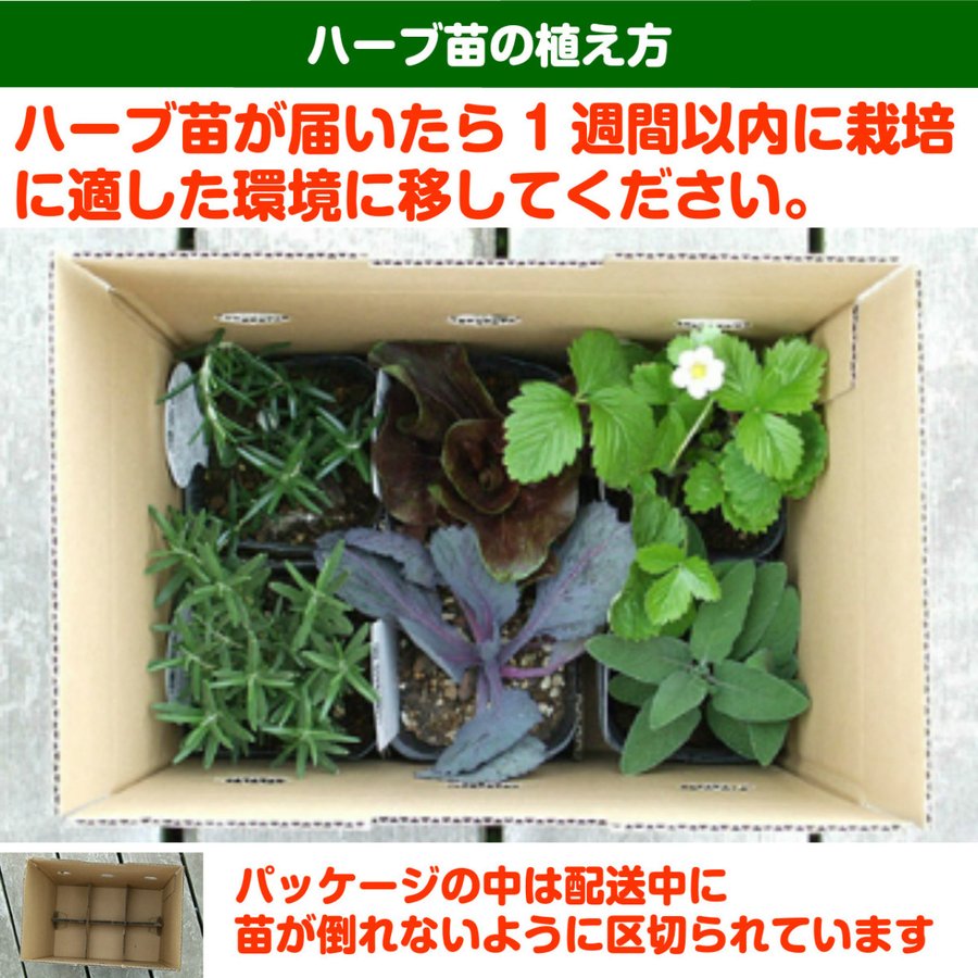 チョコレートミント 2