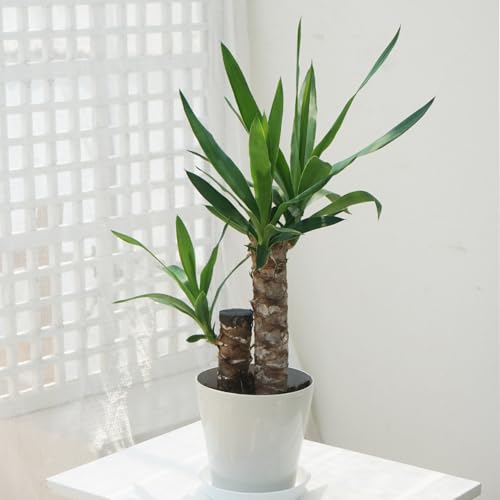 地植えにおすすめの多肉植物のおすすめ人気ランキング【屋外でも育つ！2026年9月】 3