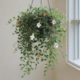 珍しい観葉植物のおすすめ人気ランキング【2026年9月】 3