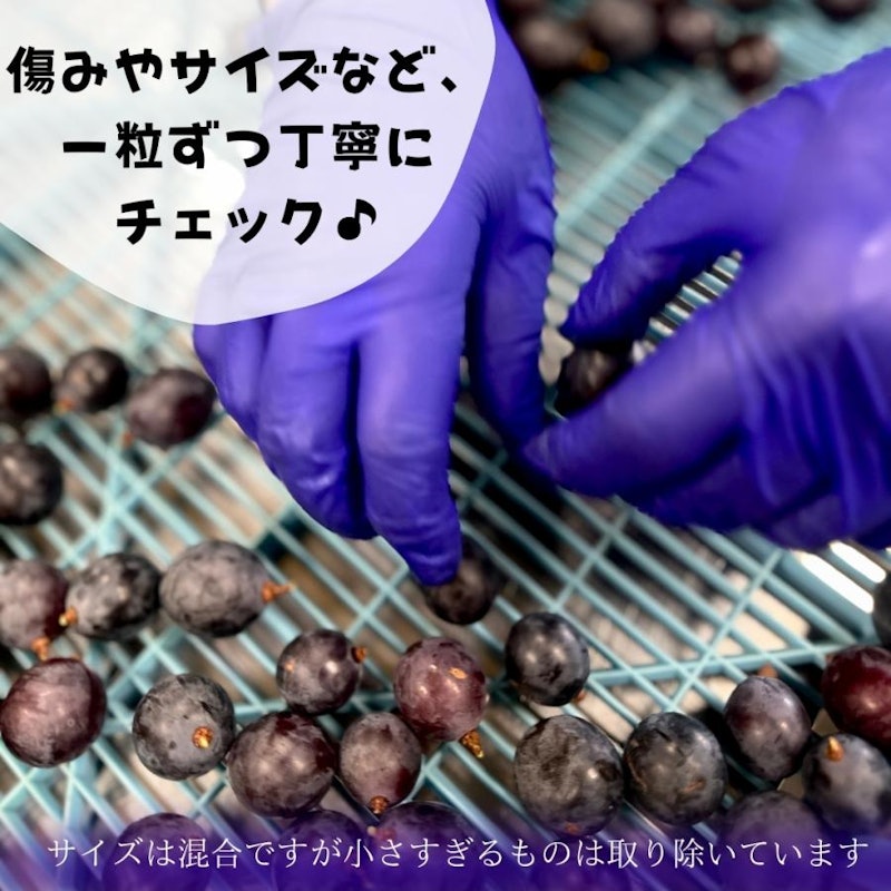 冷凍 種あり巨峰 5