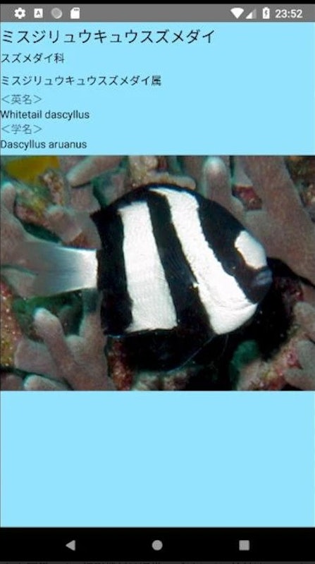 沖縄の魚図鑑 5