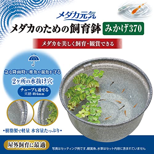 メダカのための飼育鉢 2