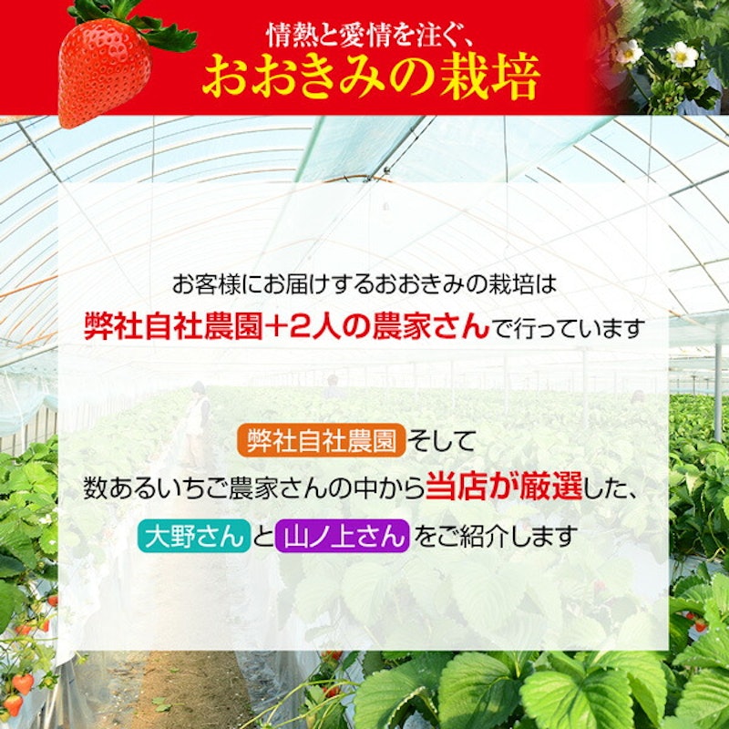 宮崎産高級いちご「おおきみ」超特大9粒 7