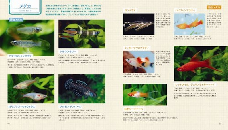 はじめての熱帯魚飼育 4