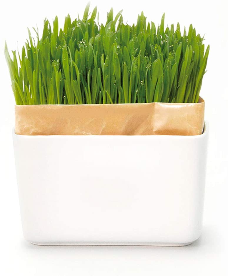 21年 猫草のおすすめ人気ランキング10選 Mybest