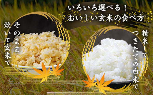 はえぬき 玄米 3