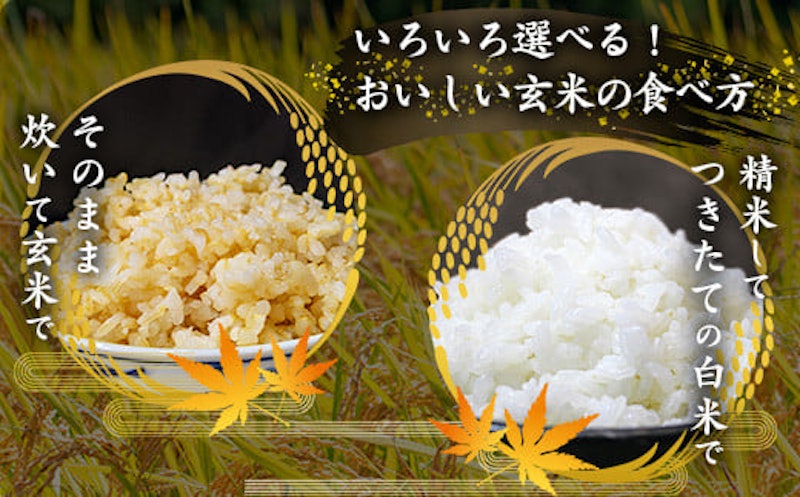 はえぬき 玄米 3