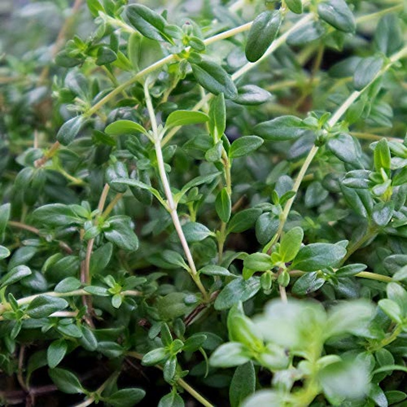 21年 ハーブ初心者向け苗のおすすめ人気ランキング10選 Mybest 21年 ハーブ初心者向け苗のおすすめ人気ランキング10選 Mybest