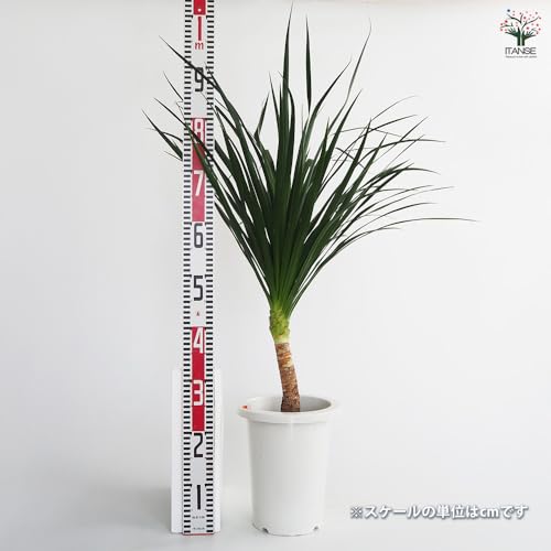 ドラセナ カンボジアーナ 観葉植物 3