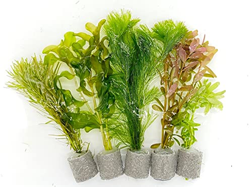 水草 1