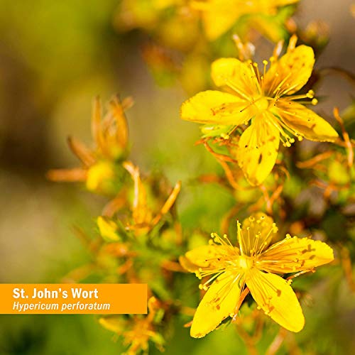 ST. JOHN'S WORT OIL 2
