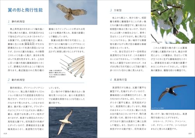 華麗なる野鳥飛翔図鑑 4