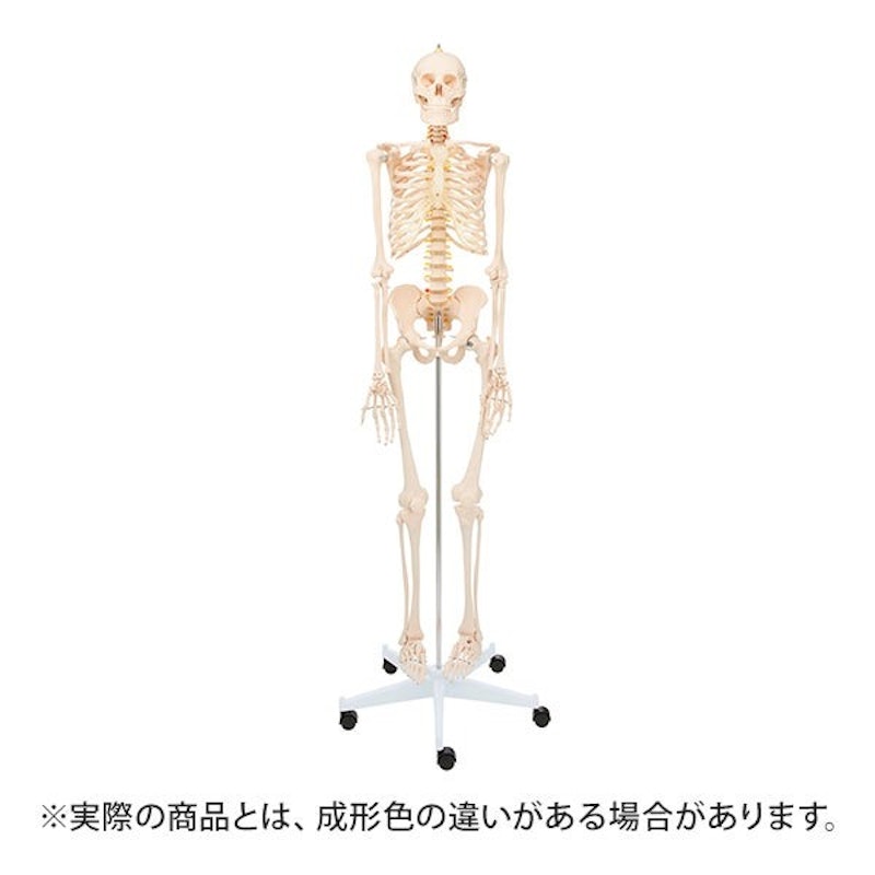 7ウェルネ 全身骨格模型 等身大 1