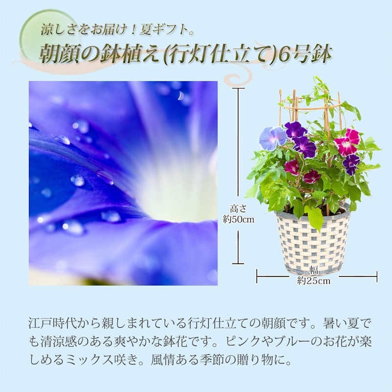 21年 プレゼント鉢植えのおすすめ人気ランキング28選 Mybest 21年 プレゼント鉢植えのおすすめ人気ランキング28選 Mybest