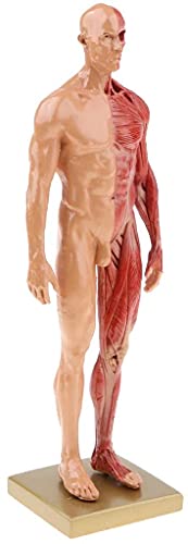 男性 人体モデル 3