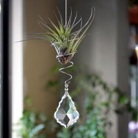エアプランツ&サンキャッチャーセット 1