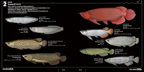 熱帯魚図鑑のおすすめ人気ランキング | マイベスト