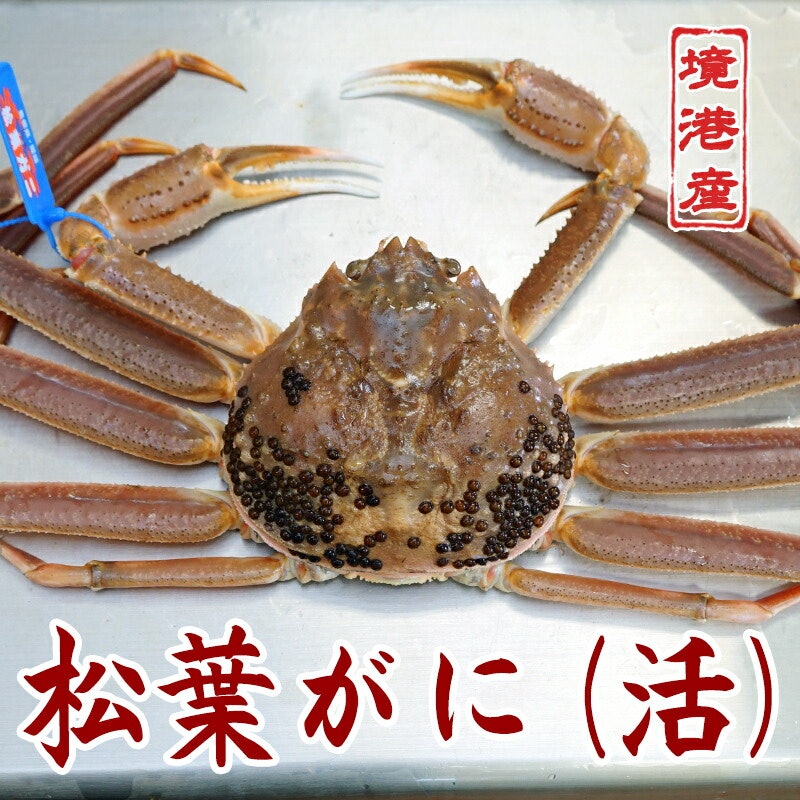 松葉ガニ 1