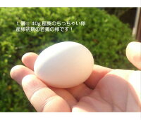 白卵 2