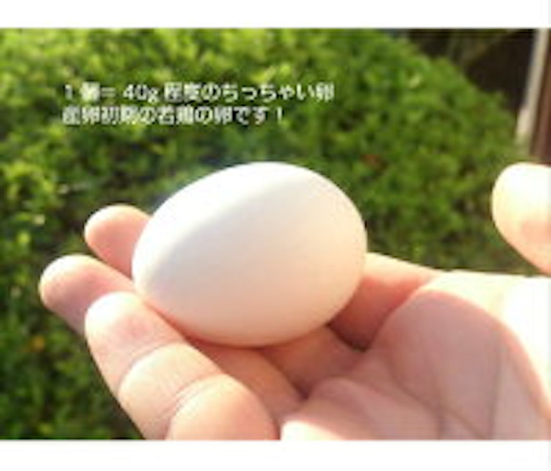 白卵 2