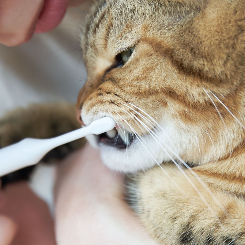 徹底比較 猫用歯ブラシのおすすめ人気ランキング10選 Mybest