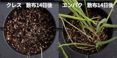 発芽しにくさの検証では、草の種類で結果が分かれた
