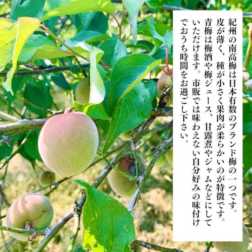 南高梅 2