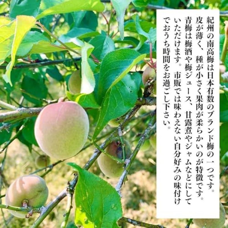 南高梅 2