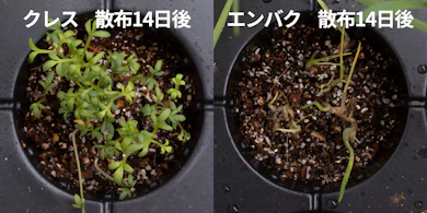 発芽しにくさの検証では、クレスの新しい芽がしっかり生えた