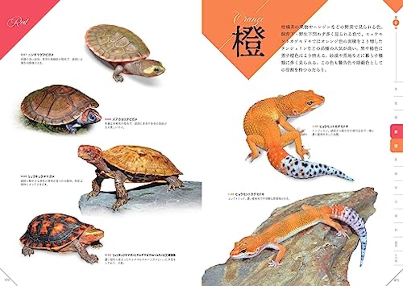 色彩別 爬虫類・両生類図鑑 6