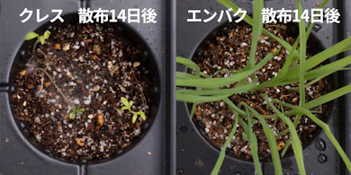 発芽しにくさの検証では、クレスはほとんど芽が出なかった
