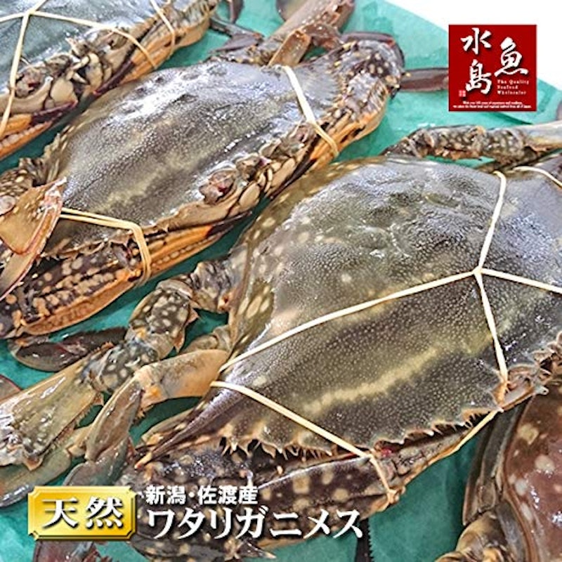 ワタリガニ 1