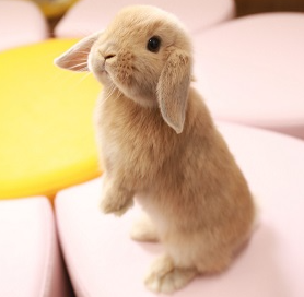 東京都内のうさぎカフェおすすめ人気ランキング8選 吉祥寺 池袋 浅草など Mybest